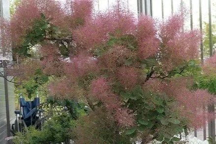 Smokebush Grace