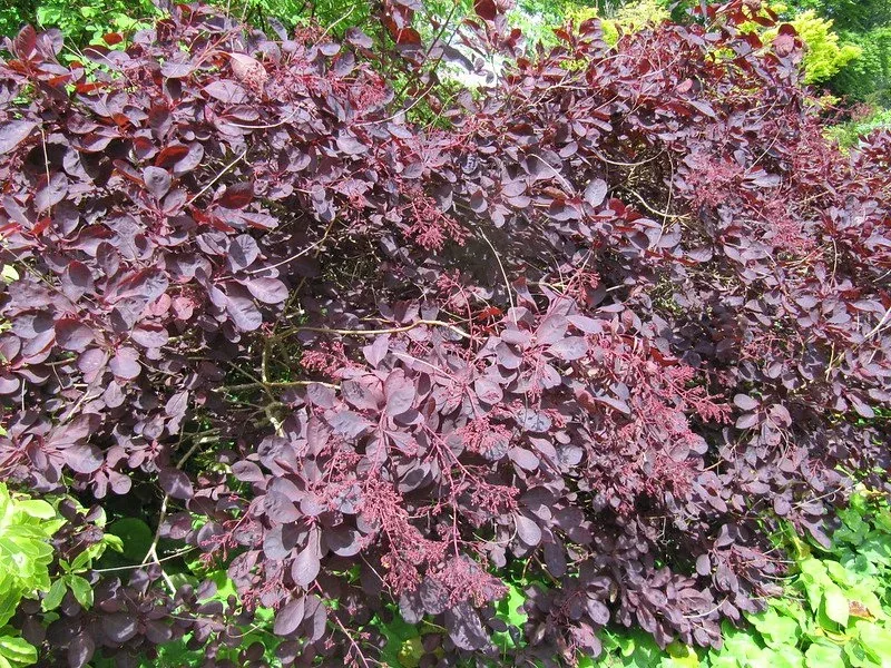 Smokebush Royal Purple