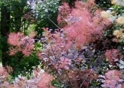 Smokebush in bloom by the ordinary gardener