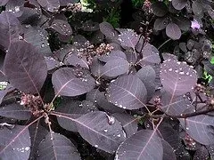 Cotinus coggygria