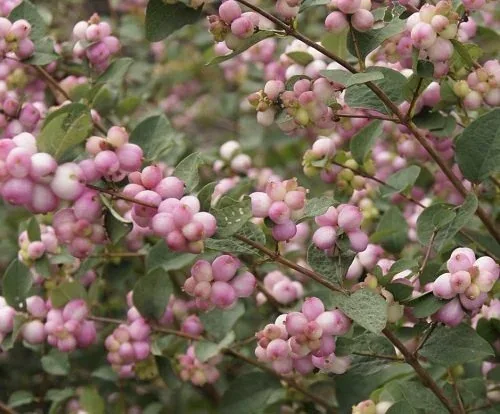 symphoricarposx Charming Fantasy snowberry