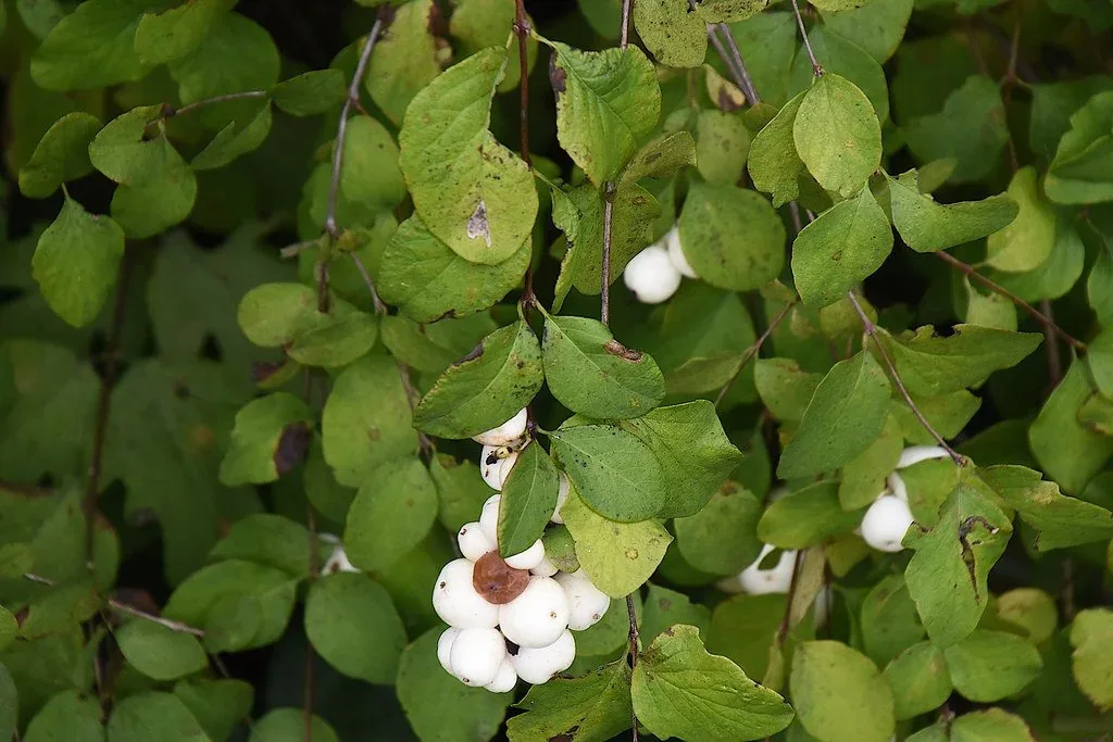 Common Snowberry Symphoricarpos albus
