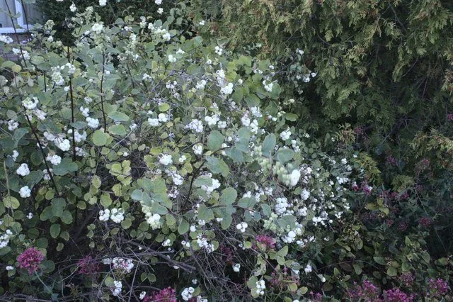 Common Snowberry, Symphoricarpos albus