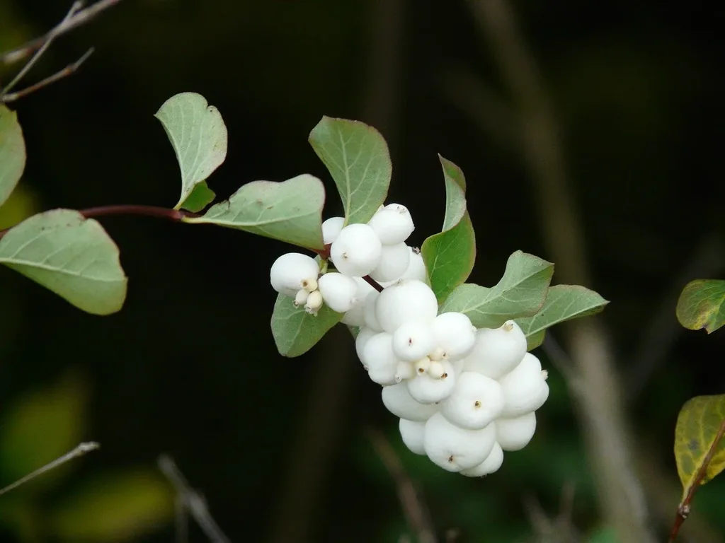 Common Snowberry