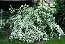 Bridal Wreath