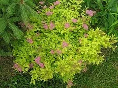 Gold Flame Spirea