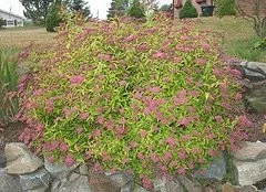 Goldmound Spirea
