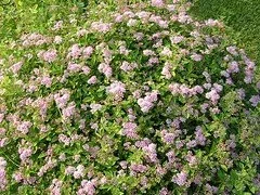Little Princess Spirea