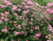 Spirea japonica Plumtastic blooms