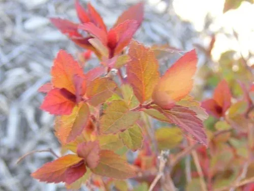 Spiraea japonica Plumtastic (2)