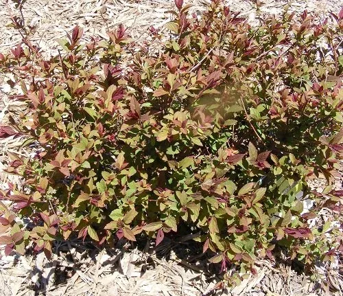 Spiraea japonica Plumtastic (1)
