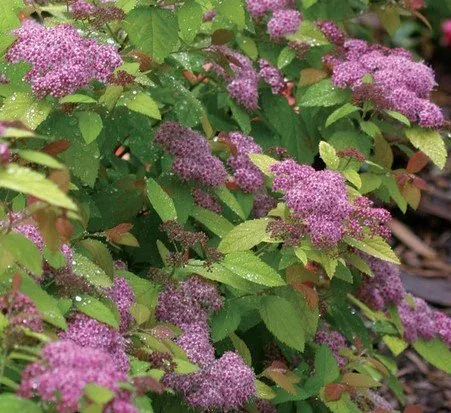 Spirea Japonica Tracy Double Play Big Bang blooms