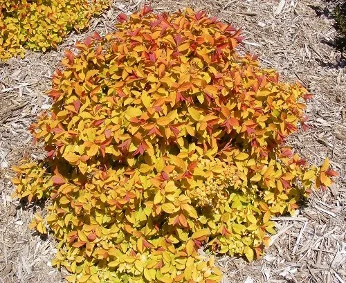 Spiraea Japonica 'Tracy' Double Play Big Bang Japanese Spirea spring foliage