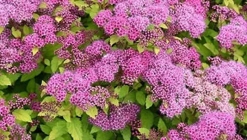 Spirea japonica 'Walbruna' Magic Carpet blooms
