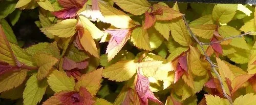 Spiraea japonica 'Walburna' Magic Carpet Summer foliage