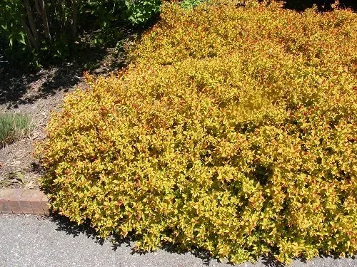 Spiraea japonica 'Walburna' Magic Carpet Fall Foliage