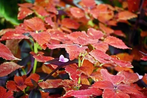 Rhus armoatica 'Gro Low' fall color