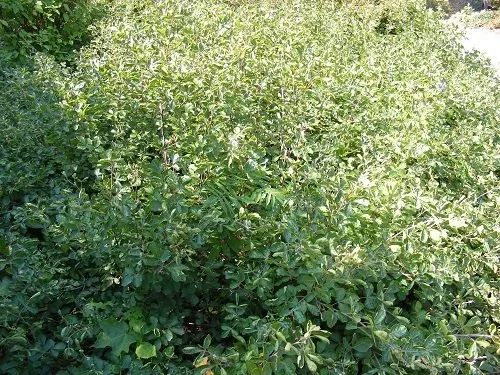 Rhus aromatica 'Gro Low' Fragrant Sumac (1)
