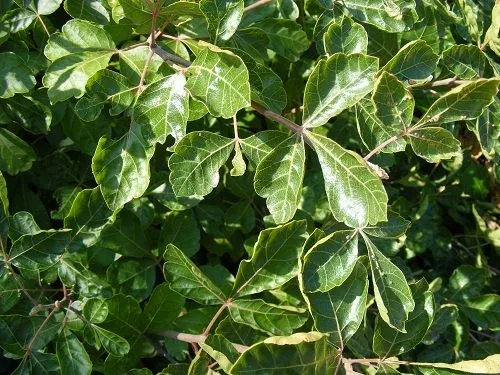 Rhus aromatica 'Gro Low' Fragrant Sumac (2)