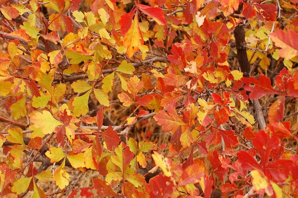 Rhus Triloba Lemonade Sumac