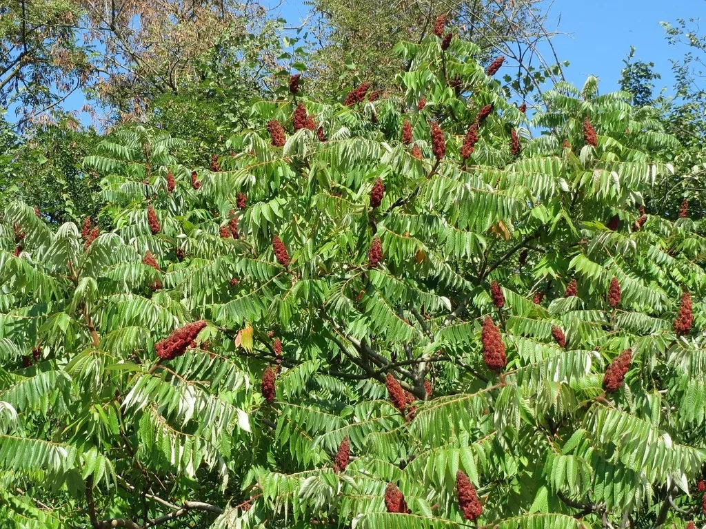 Rhus Typhina Staghorn Sumac