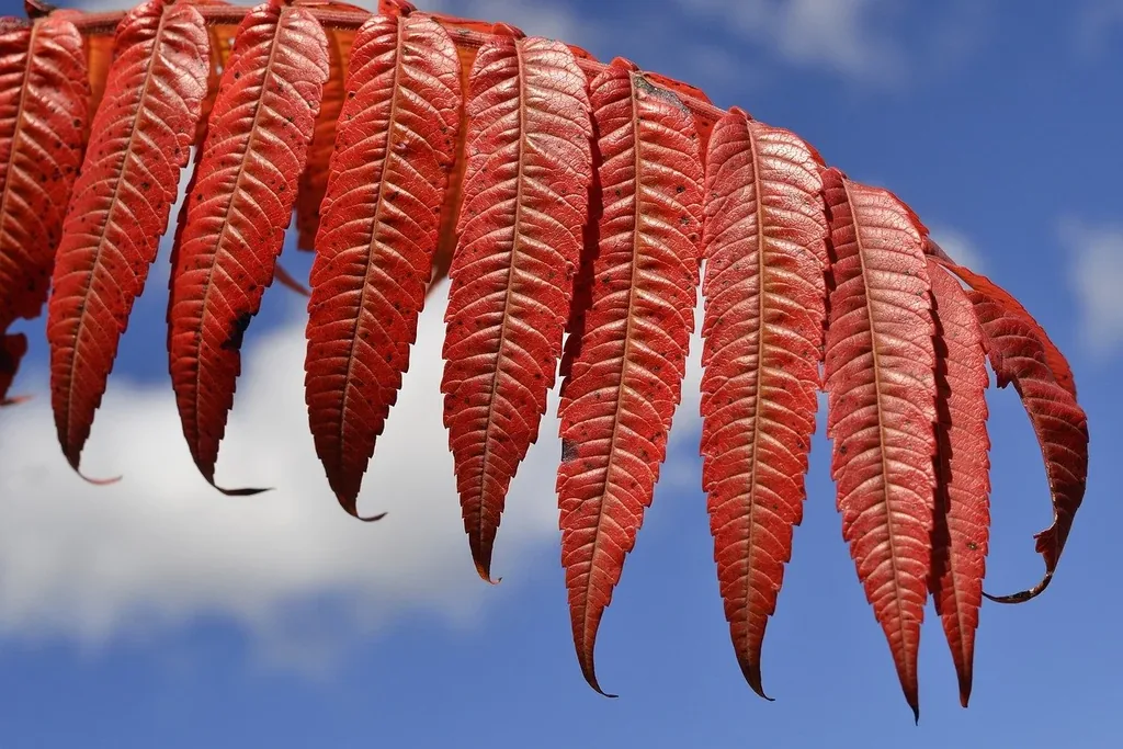 Staghorn Sumac