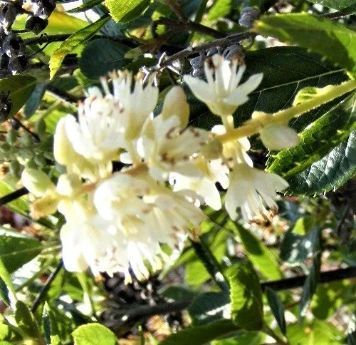 Clethra alnifolia 'Hummingbird' Summersweet blooms