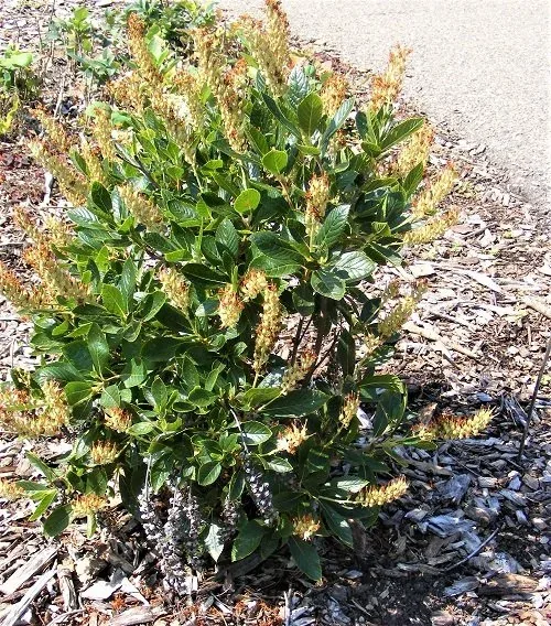 Clethra alnifolia 'Hummingbird' Summersweet