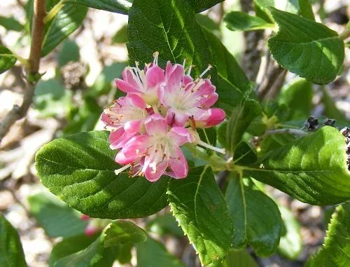 Clethra alnifolia 'Ruby Spice' Summersweet (1)