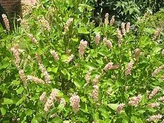 Clethra Summersweet 'Ruby Spice'