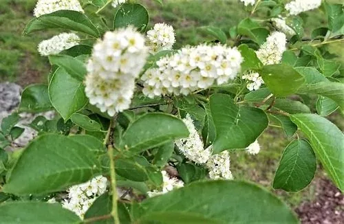 Clethra alnifolia 'Vanilla Spice' Blooms