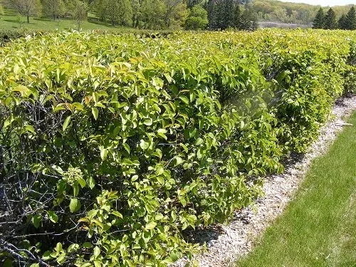 Viburnum Lentago Nannyberry Viburnum hedge