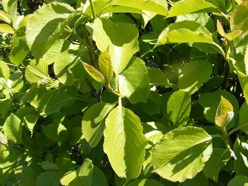 Viburnum Lentago Nannyberry Viburnum foliage