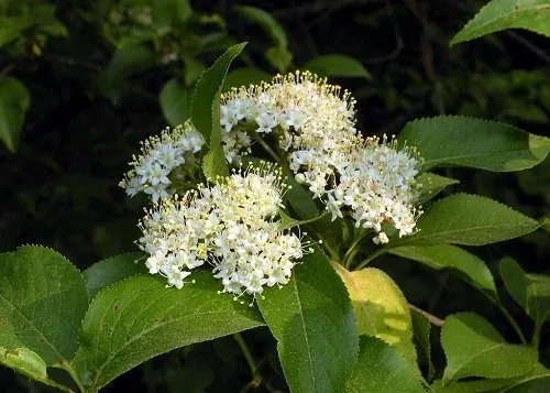 Viburnum Lentago Nannyberry Viburnum blooms