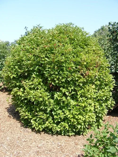 Viburnum trilobum 'Bailey Compact' American Highbush Cranberry