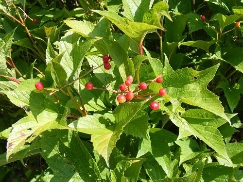 Viburnum trilobum 'Bailey Compact' American Highbush Cranberry