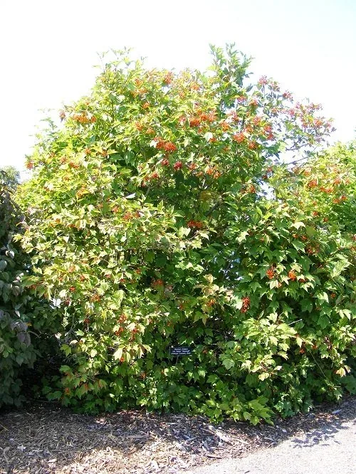 Viburnum trilobum 'J.N. Select' Redwing American Cranberry Bush