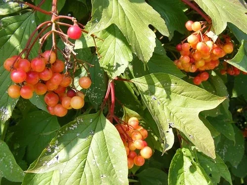 Viburnum trilobum 'J.N. Select' Redwing American Cranberry Bush fruit