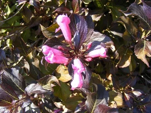 Weigela florida 'Dark Horse' Weigela (1)