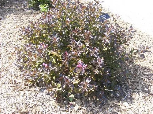 Weigela florida 'Dark Horse' Weigela (3)