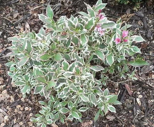 My Monet Weigela (2)