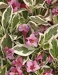 Weigela My Monet