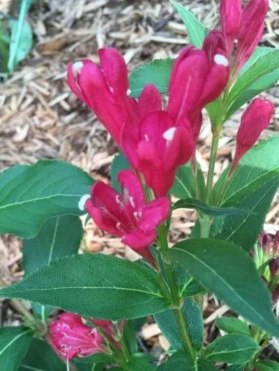 Weigela Red Prince
