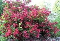Weigela Red Prince
