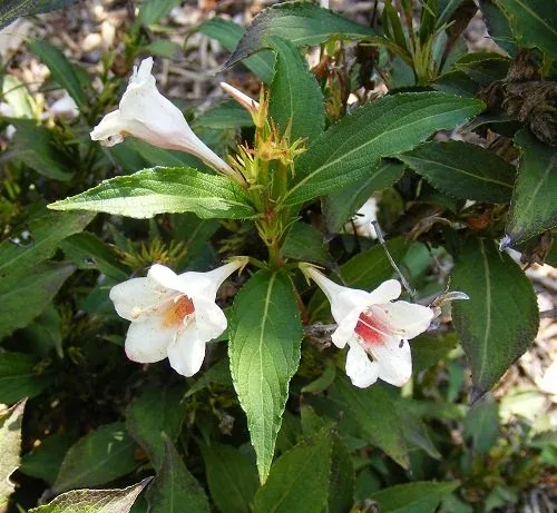 Weigela florida 'Bokrasopea' Sonic Bloom Pearl Weigela blooms