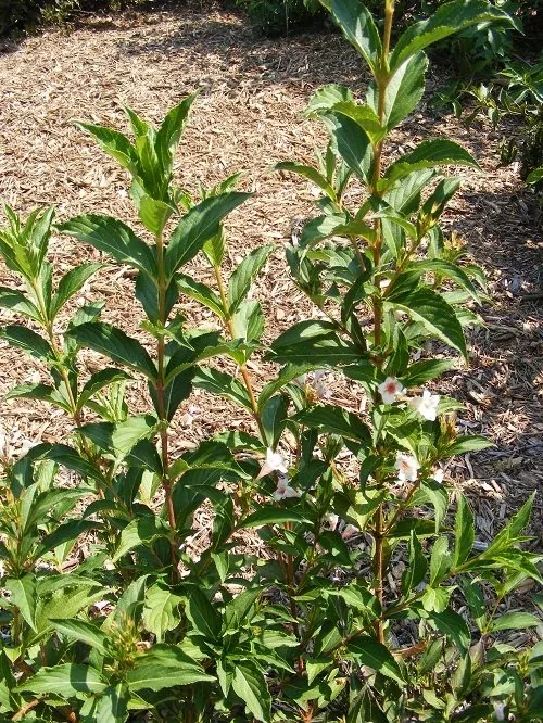 Weigela florida 'Bokrasopea' Sonic Bloom Pearl Weigela