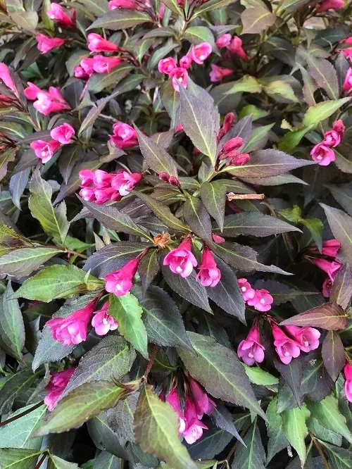 Weigela Spilled Wine