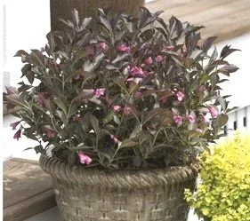 Weigela Wine and Roses