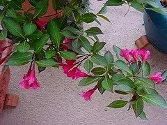 Weigela Wine and Roses blooms