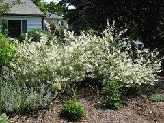 salix hakuro nashiki